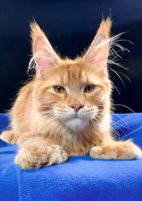 мейн кун черепаховый окрас Laguna Leo